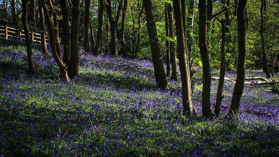 A woodland scene with tall trees and a dense carpet of bluebells covering the forest floor.