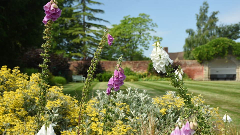 Close-up of tall foxglove flowers in shades of purple and white growing among yellow blooms in a well-maintained garden. In the background, there is a neatly mown lawn, a brick wall, and lush green trees under a clear blue sky.