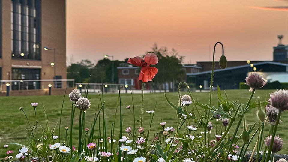 Close-up of wildflowers in bloom, including daisies and a single red poppy, with a grassy field and modern university buildings in the background at sunset.