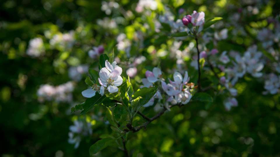 Blossoms blooming with green leaves