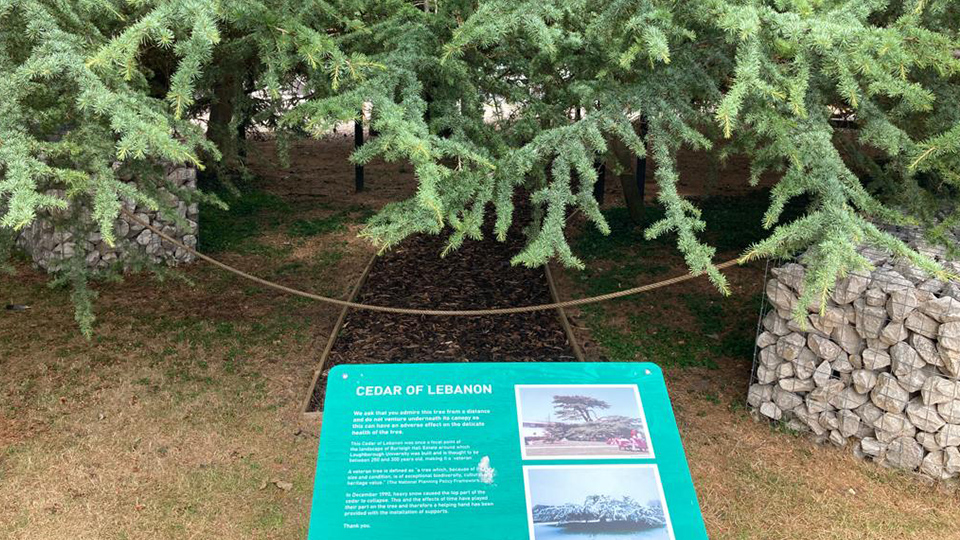 Photo of the Cedar tree on campus after restoration with sign in front of it