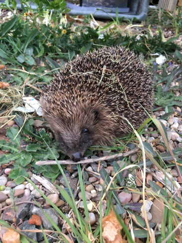 Photo of 'Kazzie' the hedgehog in grass