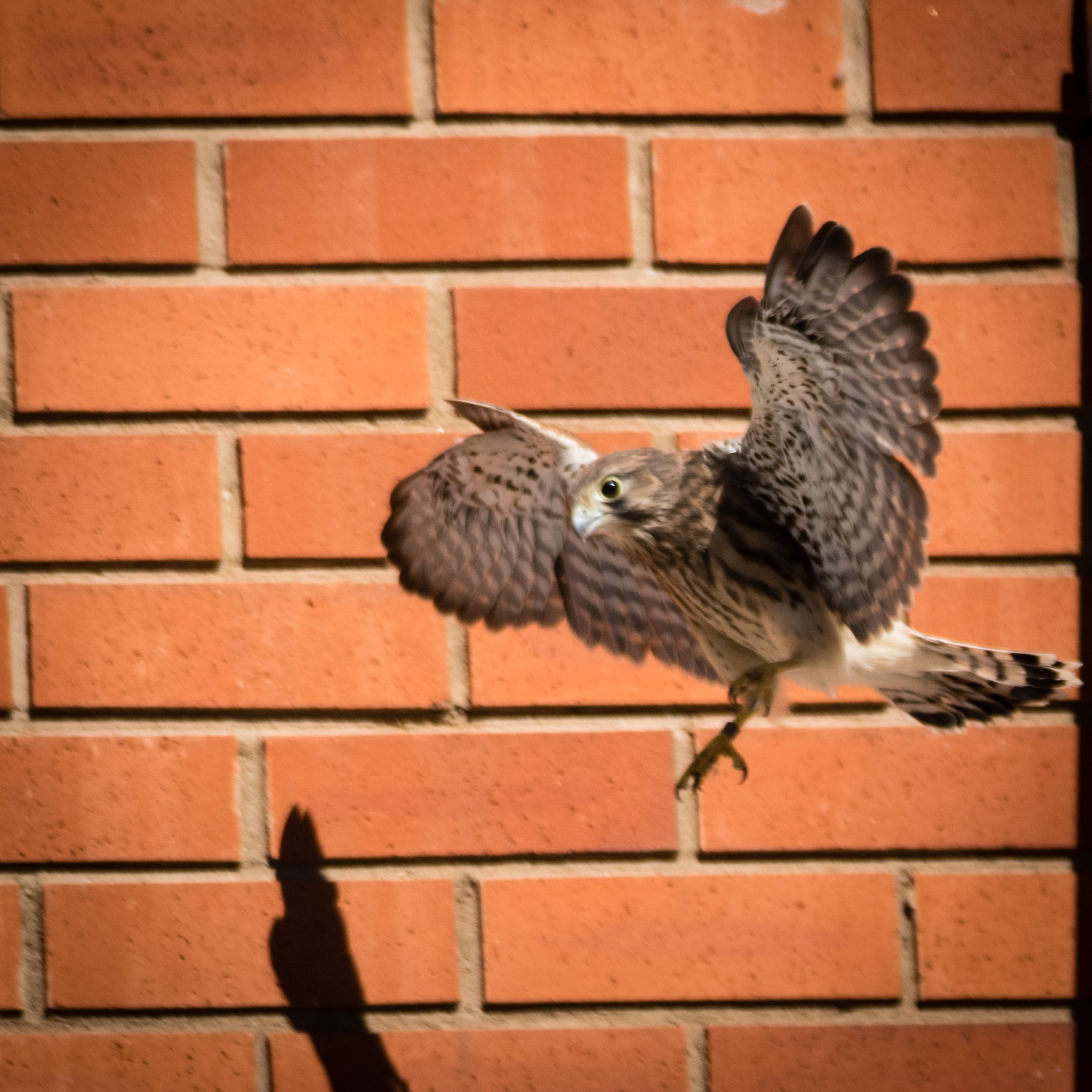 Pictured is a kestrel chick in flight. Images courtesy of Mark McCall Photography (www.markjsmccall.com).