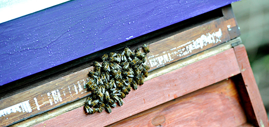 bees on campus 
