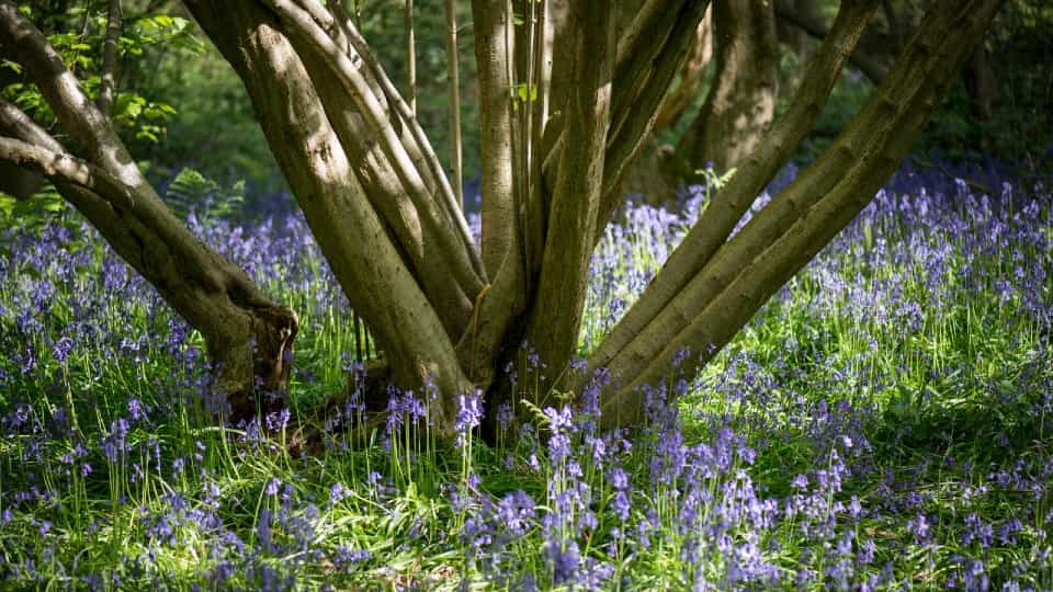 Bluebells surrounding a tree in Burleigh Wood.