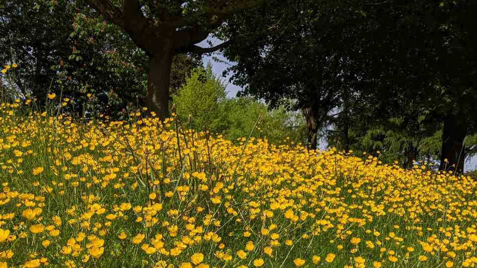 Lots of buttercups growing in the long grass on Loughborough campus.