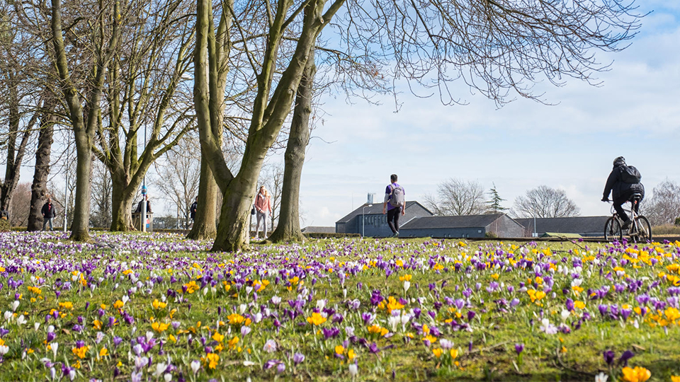 Part of campus with flowers on green space and trees