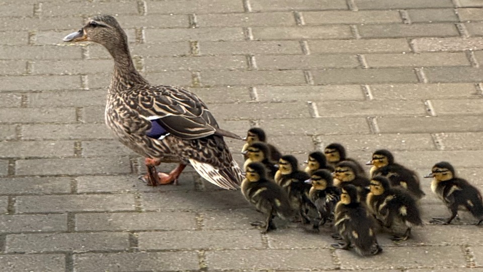 A mother duck with a row of ducklings behind her.
