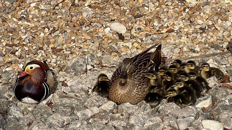 duck and ducklings on campus