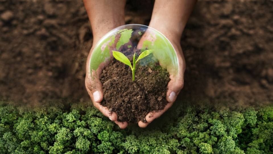 A pair of hands holding a pile of soil and a root growing in the centre, surrounded by a bubble representing the earth.