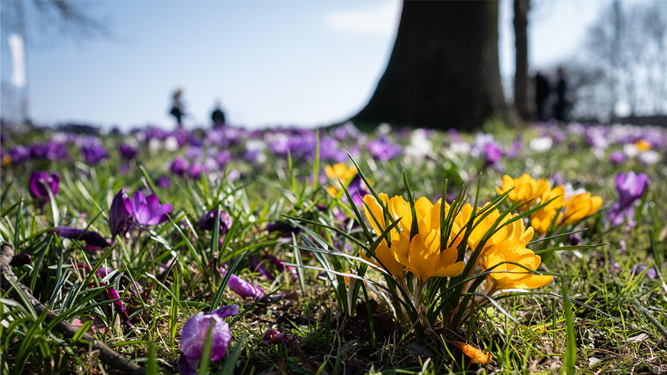 Close up shot of crocuses