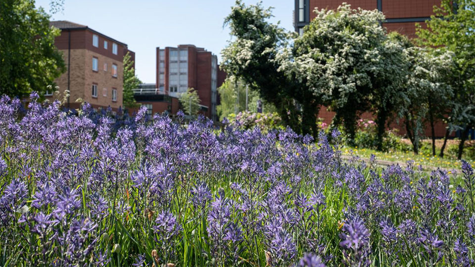 Close up of purple flowers with tress and campus buildings in the background on a sunny day