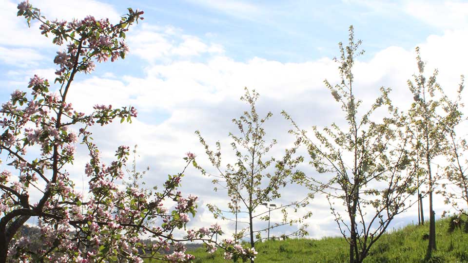 Photo of trees with a blue sky in the background