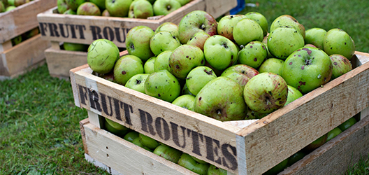 photo of apples being harvested on campus in a Fruit Routes box