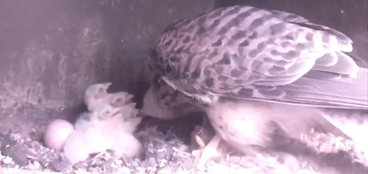 4 kestrel chicks being fed by their mother