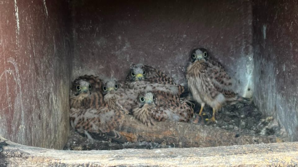 A close-up of five kestrel chicks.