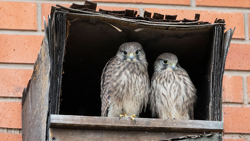 Kestrels in nesting box