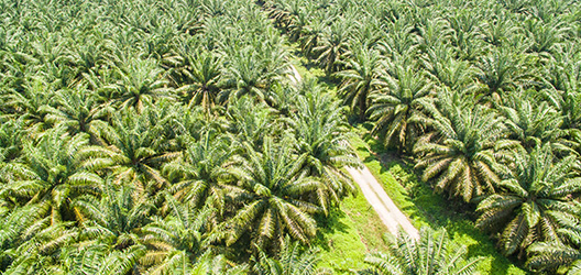 Photo of a palm oil plantation 