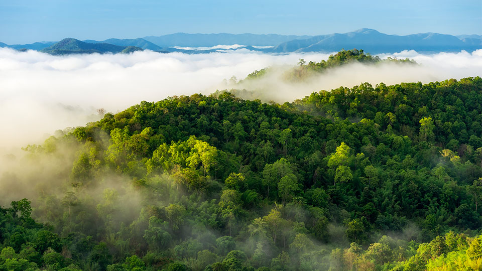 Photo overlooking a rainforest, with lots of green trees on hills and a fog over the sky