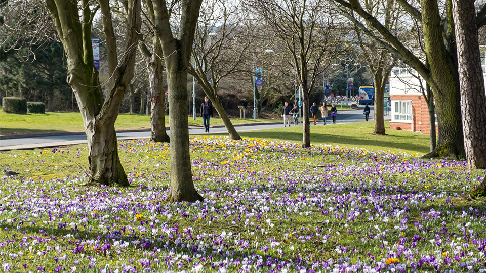 Photos of flowers on the ground on campus, with trees in the background