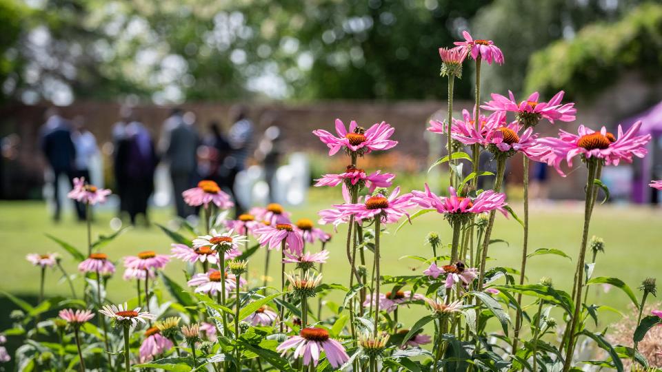 Pink flowers close to the camera, pictured on a sunny day with a group of people out of focus in the background on a green lawn