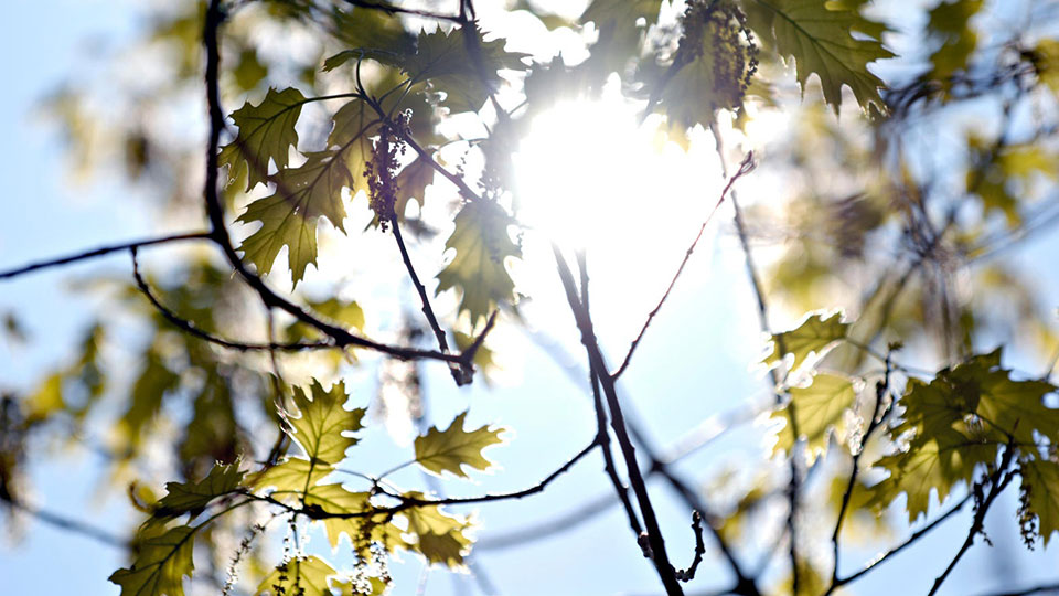 Tree leaves with sun shining through them