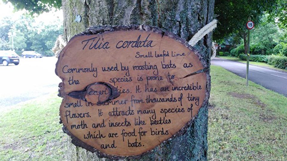 Photo of one of the tree necklaces on the University campus. It is a piece of wood with writing on providing information about the tree it is wrapped around. 