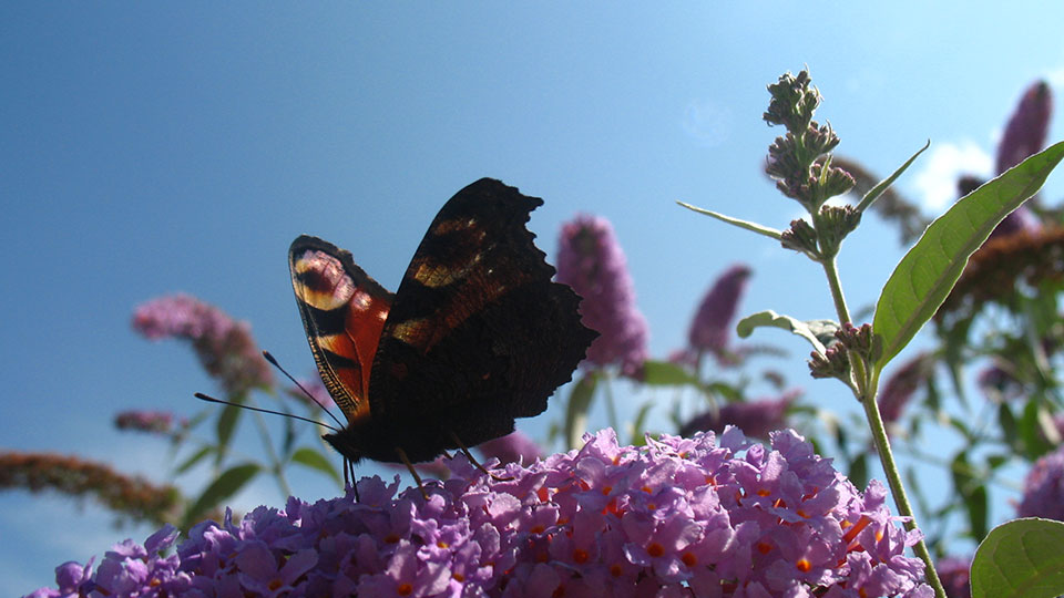 picture of a butterfly on a flower