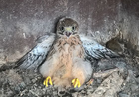 picture of baby kestrel on campus
