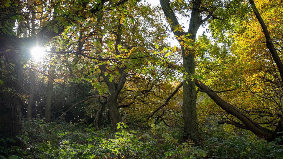 Photo of woods in the autumn, with sun 